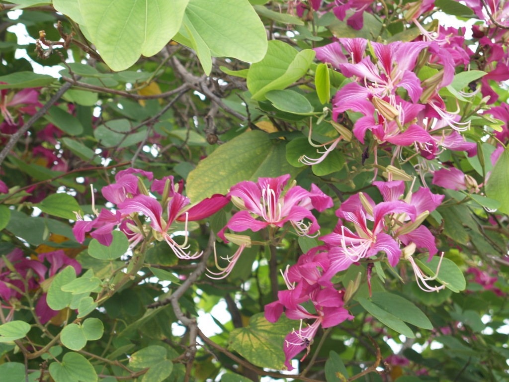 Bauhinia X blakeana