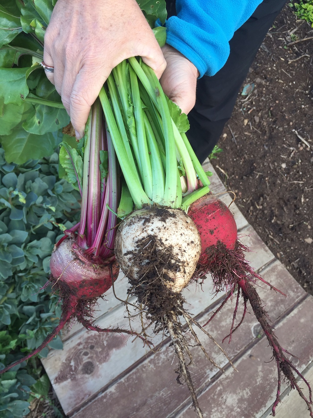 Beta vulgaris