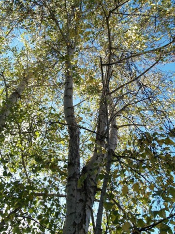 Betula spp.