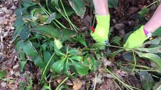 Trimming Hellebores