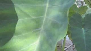 Take a Minute with Elephant Ears