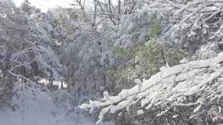 My Northport Garden in the Snow
