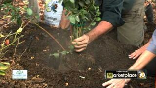 Planting Blueberries