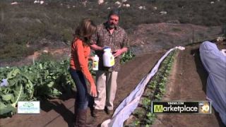 Controlling Sluggs and other Pests in Your Vegetable Garden