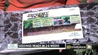 Starting Vegetables from Seed