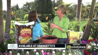 Container Planting