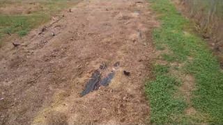 Gardening Victoria Tx (#1)