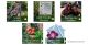 Gardening Websites