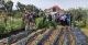 Garden Communicators