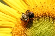 The Garden Buzz
