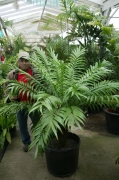 Jungle Music Palms and Cycads