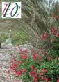 Cathy Stein - Landscape Designs