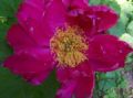 Lois J. de Vries - Cultivating the Inner Gardener